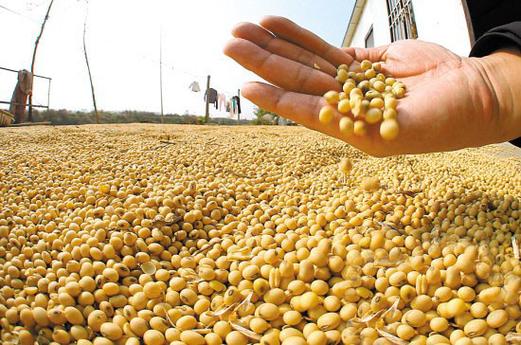 豆粕期货供应面巴西大豆产量比上年增长22