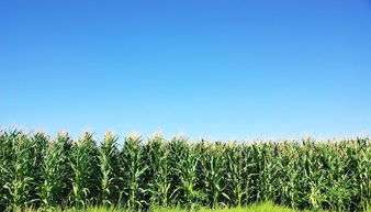 三农日报 美国发布转基因农产品消费报告 我国成为全球农药生产第一大国