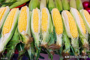 5月20日 玉米深加工产品价格延续涨势
